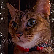 Lilou participe au concours pour gagner de l'argent avec cette photo : animal, bubbles, cat, close_up, collar, cute, ears, eyes, face, fantasy, feline, fur, indoor, magical, night, pet, portrait, sparkles, tabby, whiskers