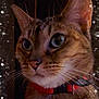 animal, bubbles, cat, close_up, collar, cute, ears, eyes, face, fantasy, feline, fur, indoor, magical, night, pet, portrait, sparkles, tabby, whiskers
