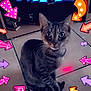 Lilou participe au concours pour gagner de l'argent avec cette photo : asian, carnivore, cat, felidae, games, graphic_design, paw, photo_caption, photography, puzzle, small_to_medium_sized_cats, whiskers