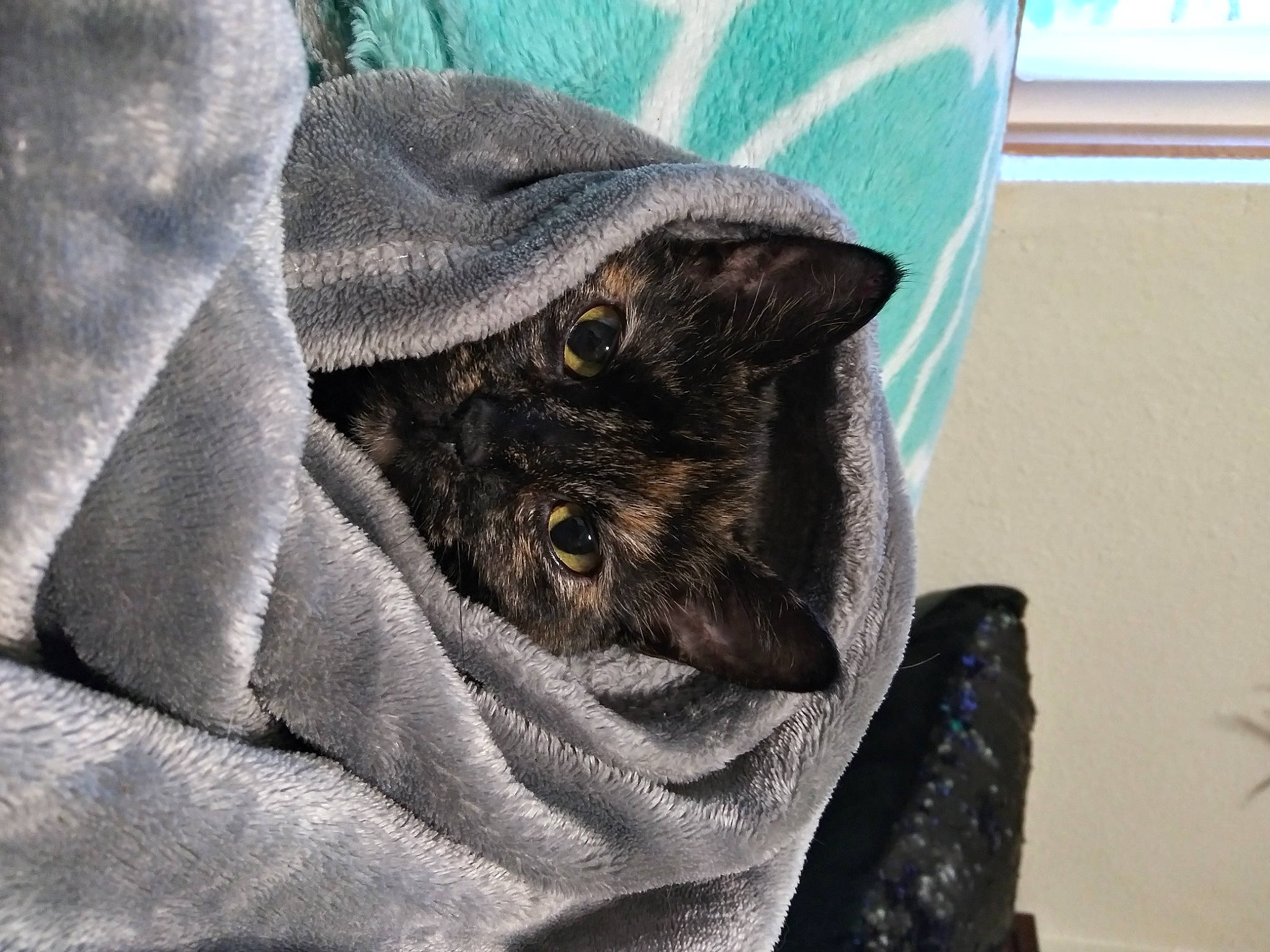 Lexi joined the competition — help win amazing prizes! carnivore, cat, claw, collar, comfort, domestic_short_haired_cat, electric_blue, felidae, fur, grey, pattern, russian_blue, sleeve, small_to_medium_sized_cats, terrestrial_animal, whiskers