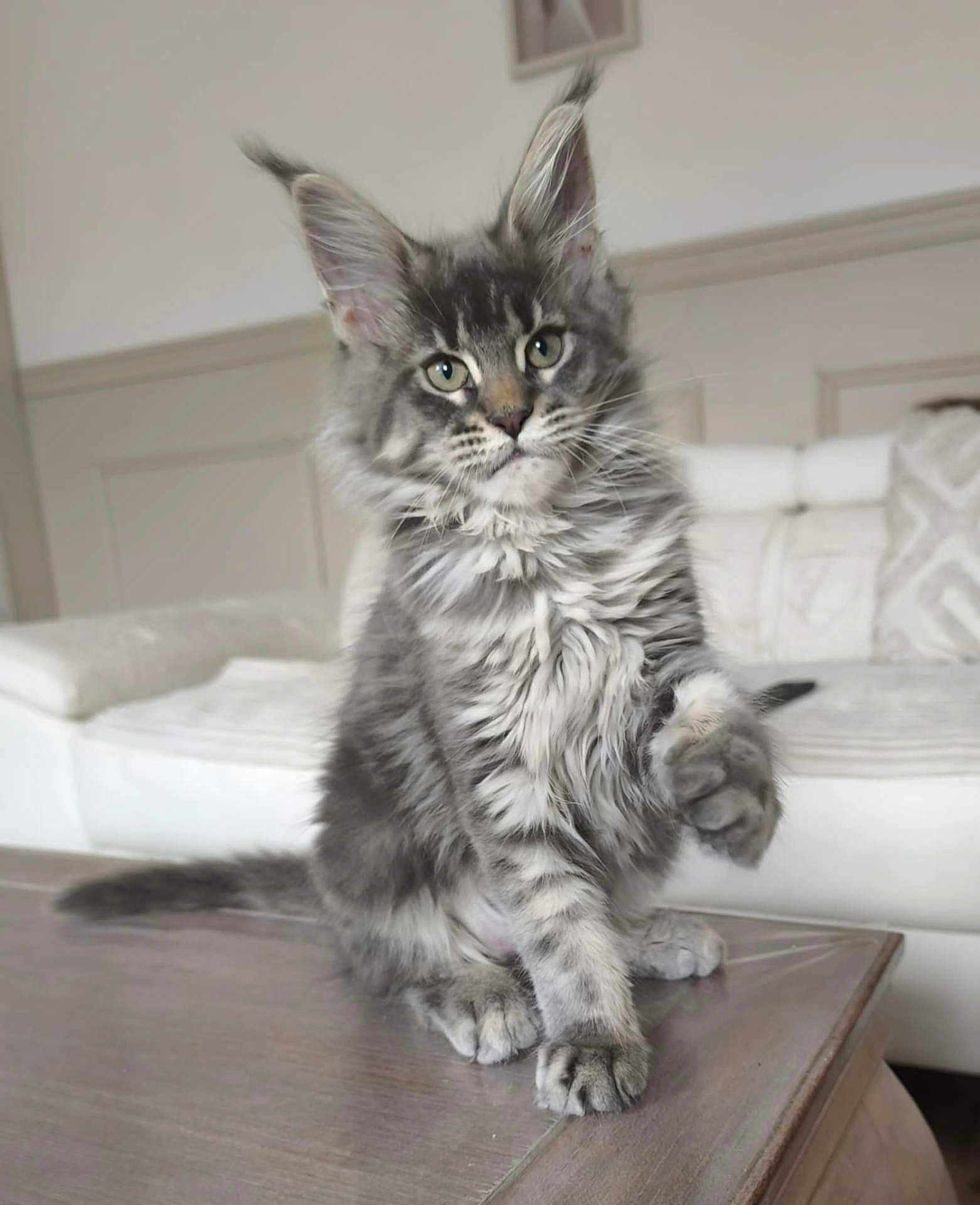 April a rejoint le concours — aidez-le/la à gagner de superbes lots ! cat, tabby, gray_cat, kitten, fluffy, green_eyes, pet, indoor, table, furniture, couch, living_room, paw, sitting, cute, animal, whiskers, ears, fur, domestic_cat