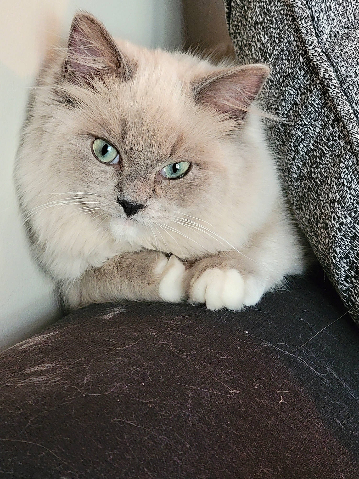 Ham joined the competition — help win amazing prizes! birman, british_longhair, carnivore, cat, claw, comfort, domestic_short_haired_cat, eye, fawn, felidae, fur, grey, paw, photo_caption, small_to_medium_sized_cats, snout, tail, whiskers