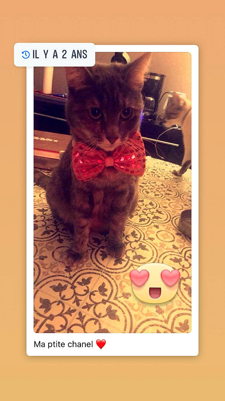 Chanel a rejoint le concours — aidez-le/la à gagner de superbes lots ! carnivore, cat, domestic_short_haired_cat, fawn, felidae, flooring, fur, magenta, pattern, paw, photo_caption, rectangle, selfie, sitting, small_to_medium_sized_cats, snout, square, tail, visual_arts, whiskers