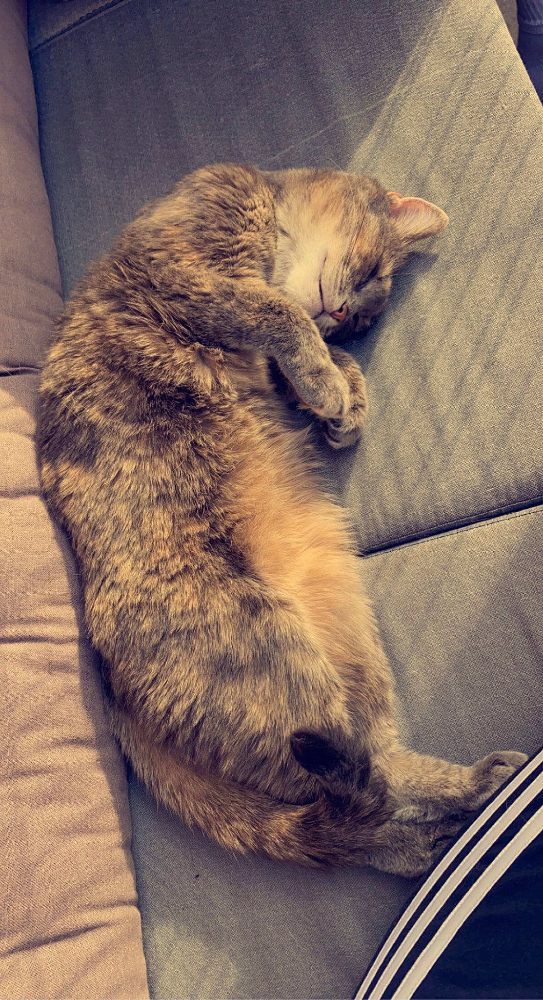 Chanel a rejoint le concours — aidez-le/la à gagner de superbes lots ! carnivore, cat, claw, cloud, comfort, couch, domestic_short_haired_cat, fawn, felidae, fur, human_leg, lap, leg, nap, paw, sky, small_to_medium_sized_cats, snout, tail, whiskers