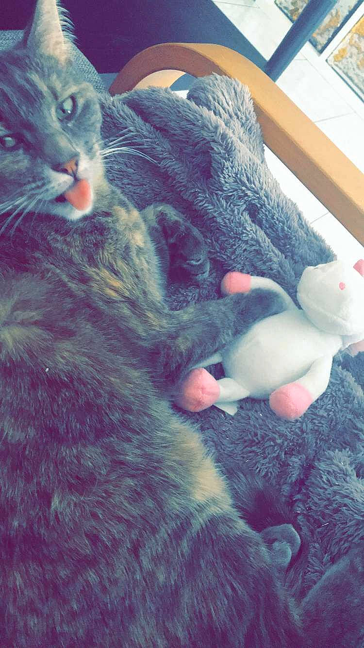 Chanel participe au concours pour gagner de l'argent avec cette photo : carnivore, cat, claw, comfort, denim, domestic_short_haired_cat, electric_blue, felidae, foot, fur, gesture, grey, human_leg, leg, paw, small_to_medium_sized_cats, stuffed_toy, tail, toy, whiskers