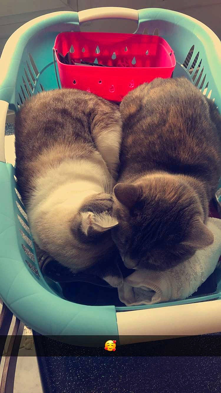 Chanel a rejoint le concours — aidez-le/la à gagner de superbes lots ! canidae, carnivore, cat, cat_supply, cloud, comfort, companion_dog, dog_breed, fawn, felidae, fur, mammal, pet_supply, small_to_medium_sized_cats, snapshot, sporting_group, tail, tints_and_shades, vertebrate, whiskers