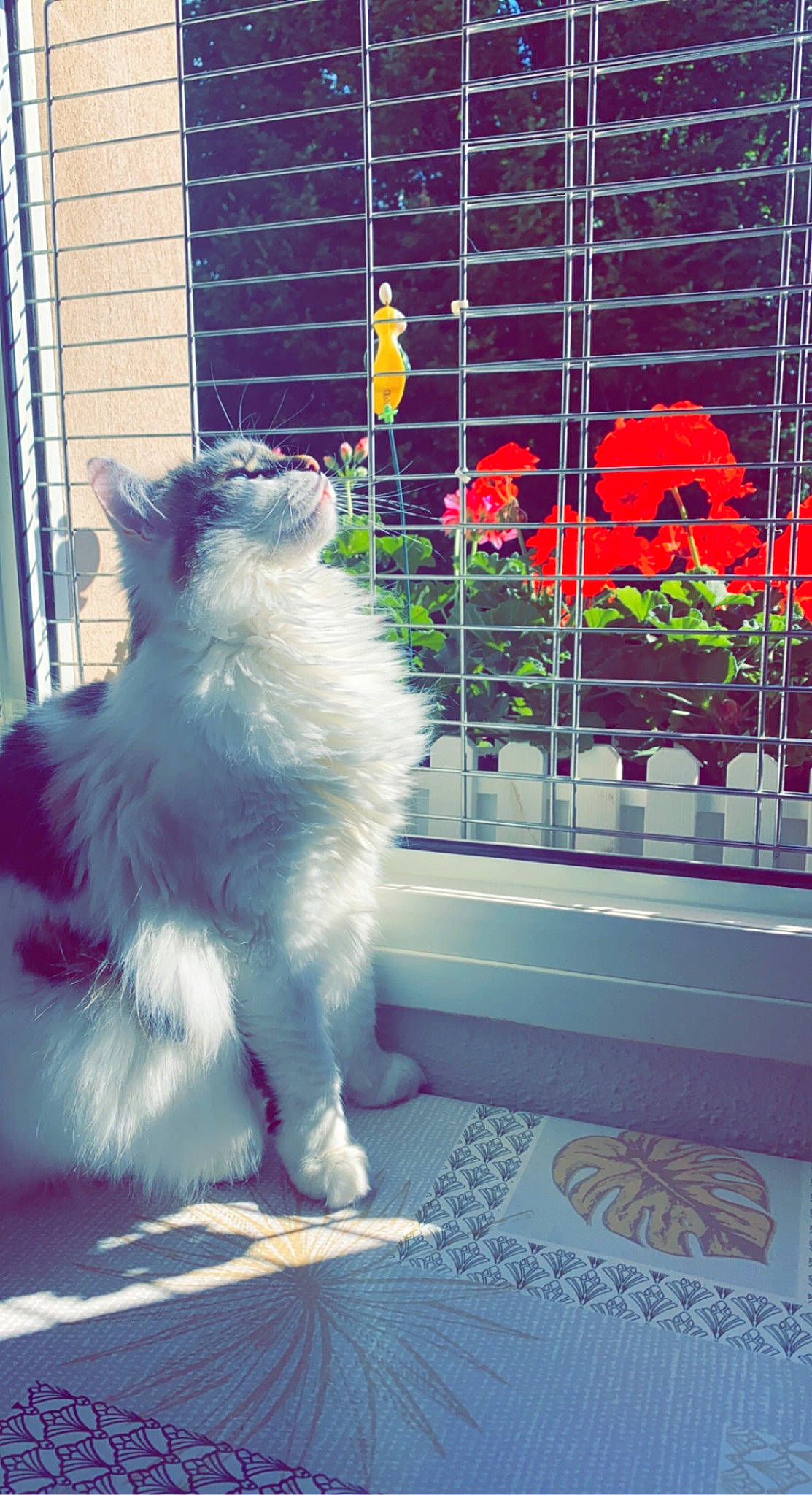 Nala a rejoint le concours — aidez-le/la à gagner de superbes lots ! annual_plant, british_longhair, carnivore, cat, companion_dog, electric_blue, felidae, fence, flower, flowerpot, fur, glass, houseplant, paw, petal, plant, small_to_medium_sized_cats, tail, whiskers, window