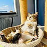 blue_sky, cat, cat_tree, chair, comfortable, cozy, feline, fur, hammock, indoor, paw, pet, pink_paw_pad, relaxing, resting, sunlight, tabby, whiskers, window, woven