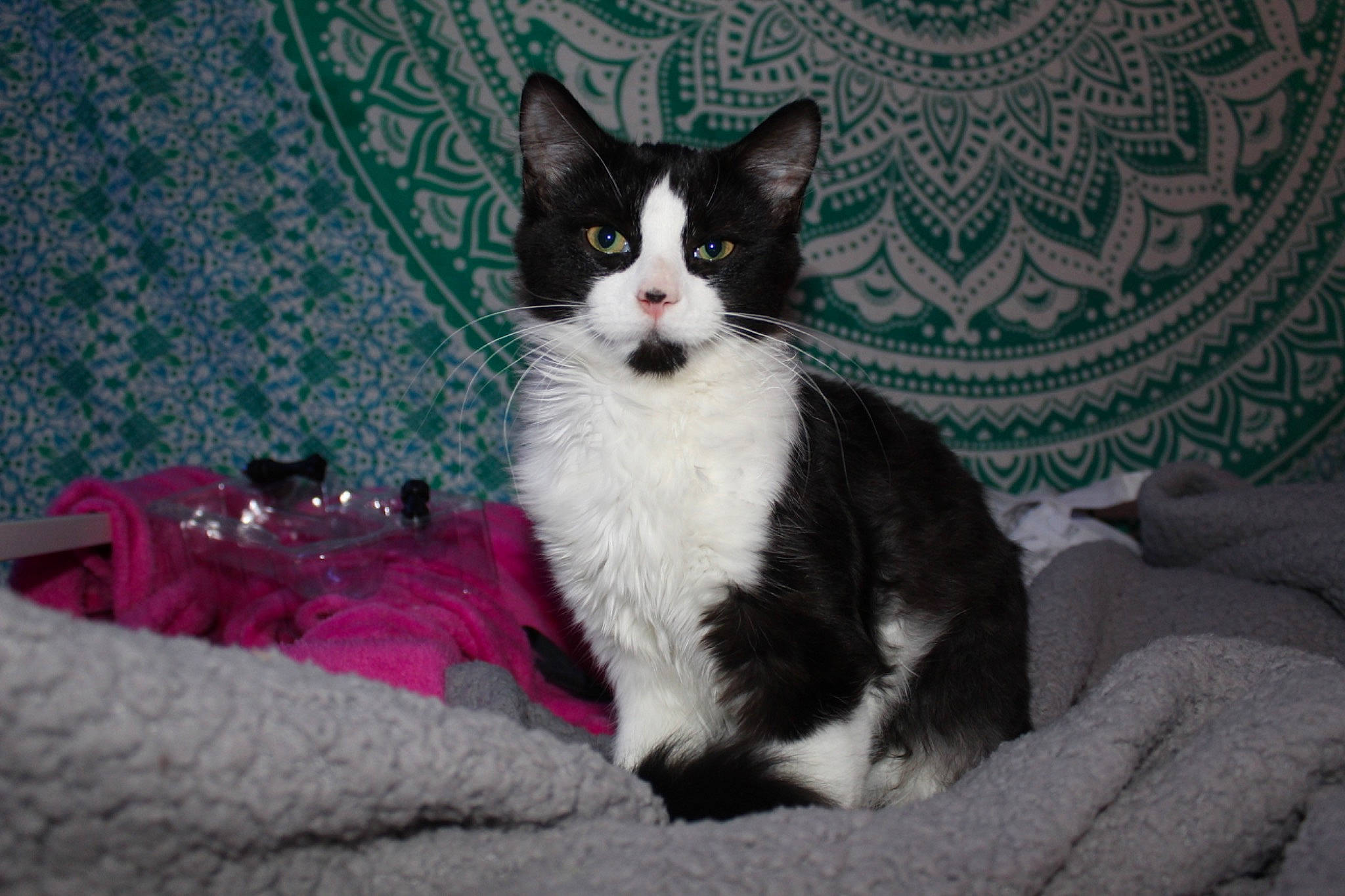 Loki is registered to the contest to win money with this photo: carmine, carnivore, cat, comfort, domestic_short_haired_cat, felidae, formal_wear, fur, magenta, paw, sitting, small_to_medium_sized_cats, tail, whiskers