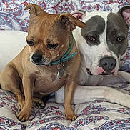 Roxi And Peekaboo is registered to the contest to win money with this photo: dog, two_dogs, small_dog, large_dog, brown_dog, white_dog, gray_dog, collar, pet, animal, indoor, quilt, patterned_quilt, resting, companionship, closeup, portrait, cute, relaxed, furniture