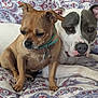 dog, two_dogs, small_dog, large_dog, brown_dog, white_dog, gray_dog, collar, pet, animal, indoor, quilt, patterned_quilt, resting, companionship, closeup, portrait, cute, relaxed, furniture