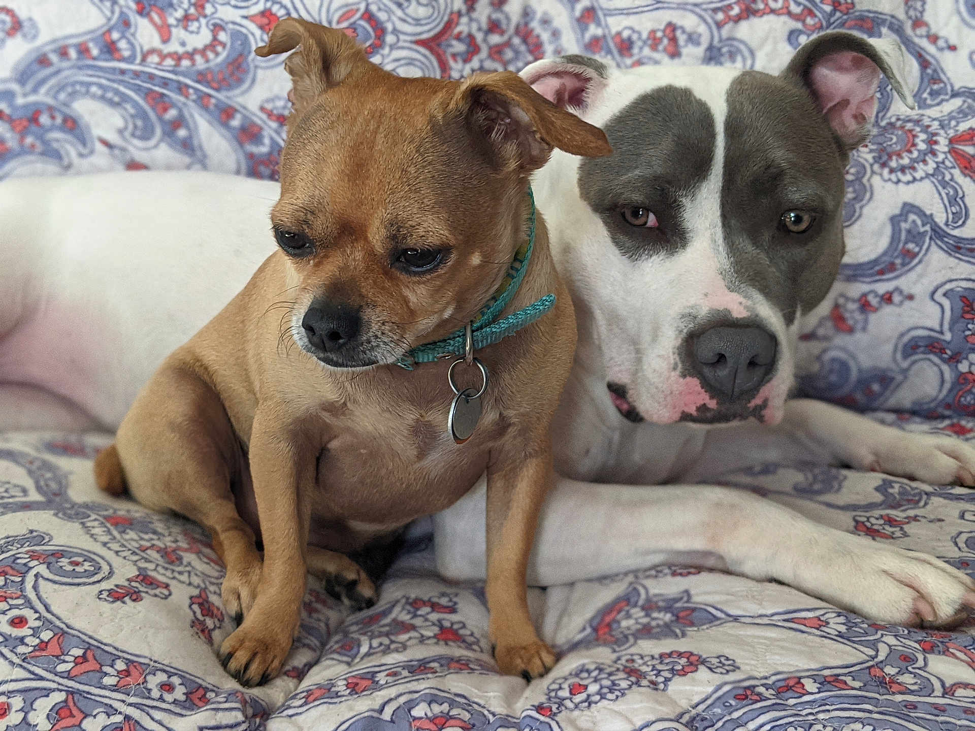 Roxi And Peekaboo is registered to the contest to win money with this photo: dog, two_dogs, small_dog, large_dog, brown_dog, white_dog, gray_dog, collar, pet, animal, indoor, quilt, patterned_quilt, resting, companionship, closeup, portrait, cute, relaxed, furniture