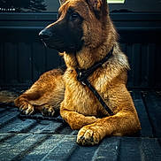 Haz-Tac joined the competition — help win amazing prizes! alert, animal, black, brown, calm, canine, dog, domestic_animal, ears_up, fur, german_shepherd, leash, outdoor, paw, pet, portrait, resting, side_view, truck_bed, vehicle
