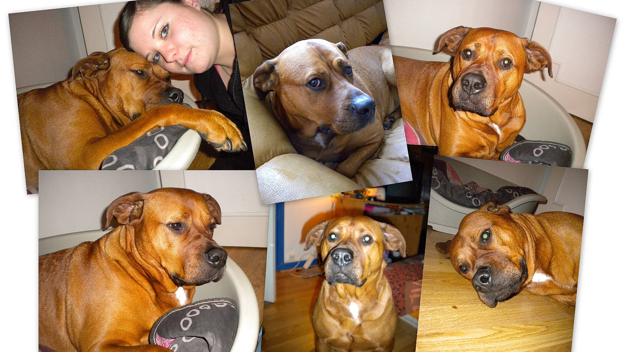 Kera participe au concours pour gagner de l'argent avec cette photo : ancient_dog_breeds, black_mouth_cur, boerboel, broholmer, bullmastiff, canidae, carnivore, companion_dog, dog, dog_breed, fawn, fila_brasileiro, hound, mammal, molosser, person, rare_breed_dog, rhodesian_ridgeback, tosa, vertebrate