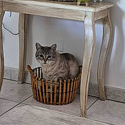 Choupette participe au concours pour gagner de l'argent avec cette photo : animal, basket, cat, cozy, curious, cute, domestic_animal, feline, floor_tile, furniture, home, indoor, looking, pet, quiet, relaxed, resting, sitting, small_space, wooden_table