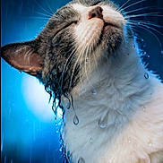 Patchouli a rejoint le concours — aidez-le/la à gagner de superbes lots ! animal, blue_background, cat, close_up, cute, expression, face, feline, fur, head, mammal, nature, outdoor, pet, portrait, rain, serene, water_droplets, wet, whiskers