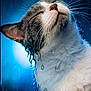animal, blue_background, cat, close_up, cute, expression, face, feline, fur, head, mammal, nature, outdoor, pet, portrait, rain, serene, water_droplets, wet, whiskers