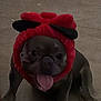 animal, black_pets, canine, companion, costume, cute, dog, domestic_animal, flower_hat, funny, happy, headwear, indoor, looking_at_camera, pet, playful, portrait, red_headpiece, sitting, tongue_out