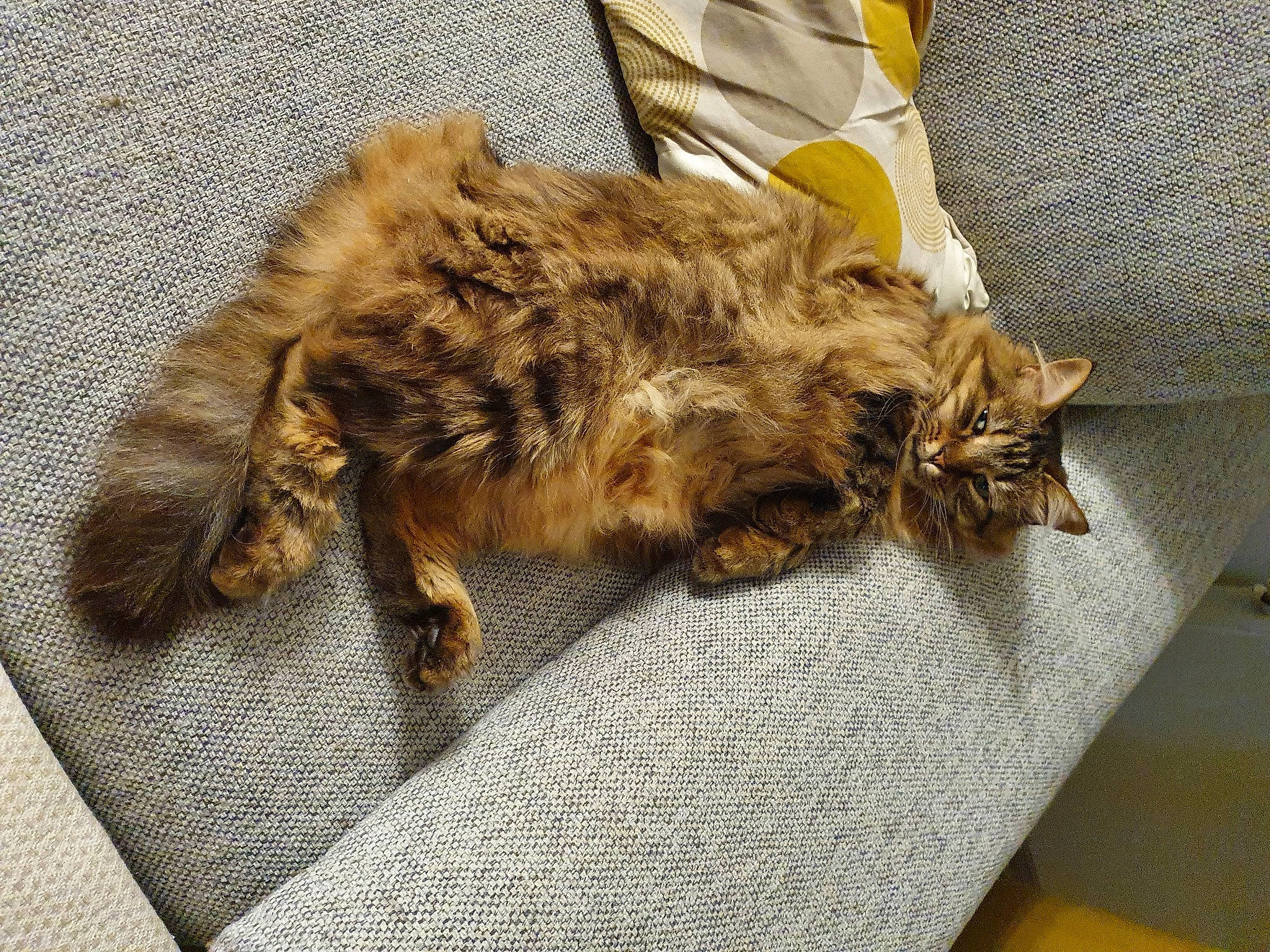 Aby a rejoint le concours — aidez-le/la à gagner de superbes lots ! carnivore, cat, claw, comfort, domestic_short_haired_cat, fawn, felidae, fur, nap, natural_material, paw, sleep, small_to_medium_sized_cats, tail, terrestrial_animal, whiskers