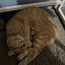 Dorito is registered to the contest to win money with this photo: cat, orange_tabby, sleeping, curled_up, carpet, indoor, pet, feline, cozy, peaceful, resting, animal, whiskers, paw, fur, tail, home, quiet, relaxed, cute