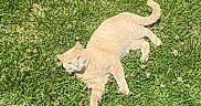 Dorito is registered to the contest to win money with this photo: animal, cat, cute, daylight, feline, fluffy, grass, greenery, lying_down, mammal, nature, orange_cat, outdoor, peaceful, pet, relaxed, resting, summer, sunlight, wildflowers