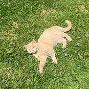 Dorito joined the competition — help win amazing prizes! cat, orange_cat, grass, outdoor, sunlight, animal, pet, nature, relaxed, lying_down, greenery, fur, whiskers, daytime, mammal, cute, playful, summer, peaceful, flora