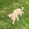 cat, orange_cat, grass, outdoor, sunlight, animal, pet, nature, relaxed, lying_down, greenery, fur, whiskers, daytime, mammal, cute, playful, summer, peaceful, flora