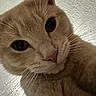 Dorito is registered to the contest to win money with this photo: cat, close_up, ginger_cat, whiskers, pet, animal, feline, curious, face, ears, fur, indoor, domestic_animal, portrait, looking_at_camera, cute, closeup, mammal, nose, eyes
