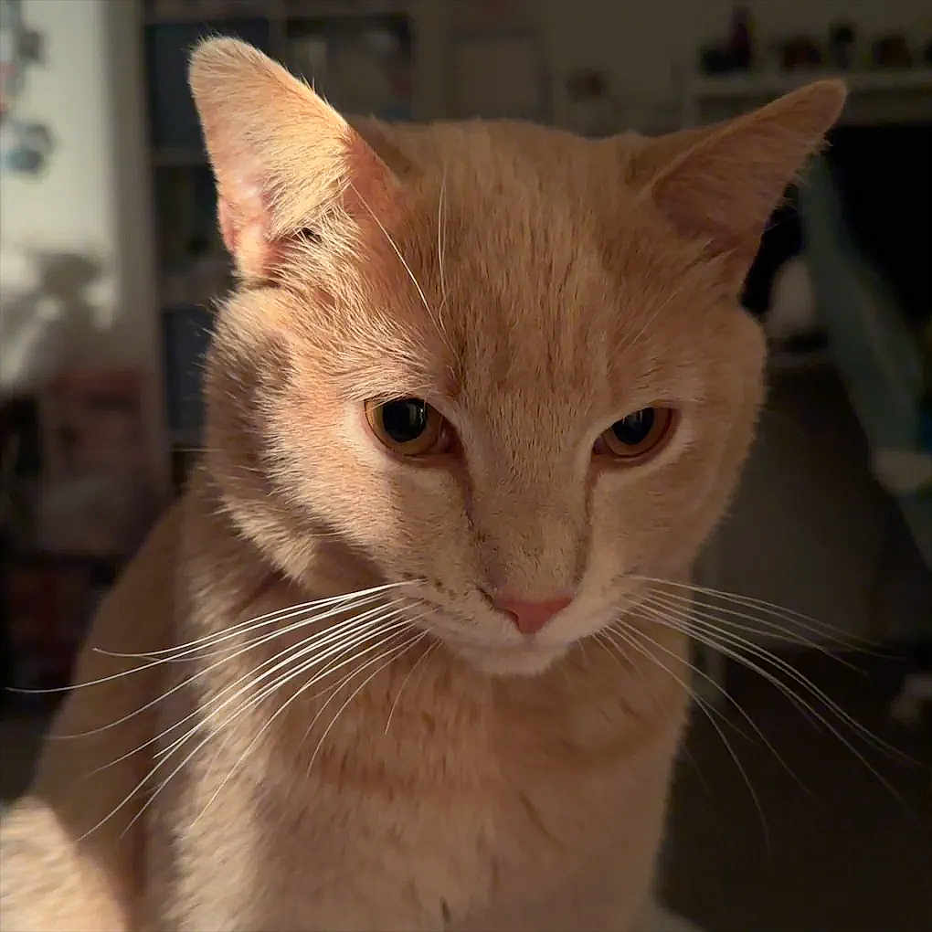 Dorito is registered to the contest to win money with this photo: cat, ginger_cat, whiskers, close_up, pet, animal, feline, fur, indoor, portrait, cute, domestic_cat, face, ears, eyes, nose, soft_light, shadow, focused, calm