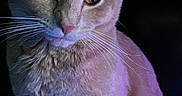 Dorito is registered to the contest to win money with this photo: cat, ginger_cat, pet, animal, feline, whiskers, ears, sitting, portrait, indoor, soft_lighting, purple_light, blue_light, curious, close_up, fur, eyes, dark_background, domestic_cat, cute