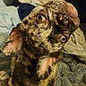 Crumble is registered to the contest to win money with this photo: animal, blanket, brindle, cage, canine, closeup, companion, curious, cute, dog, ears, expression, fur, head_tilt, home, indoor, looking_up, pet, portrait, snout