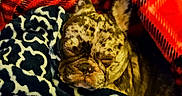 Crumble joined the competition — help win amazing prizes! animal, black, blanket, brown, comfortable, companion, cozy, cute, dog, french_bulldog, fur, home, indoor, patterned_blanket, pet, plaid, relaxing, resting, sleeping, snuggling
