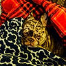 animal, black, blanket, brown, comfortable, companion, cozy, cute, dog, french_bulldog, fur, home, indoor, patterned_blanket, pet, plaid, relaxing, resting, sleeping, snuggling
