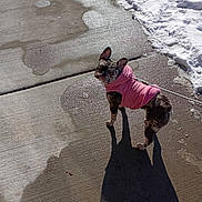 Crumble is registered to the contest to win money with this photo: animal, brindle, canine, cold, cute, dog, frozen, leash, looking_back, outdoor, pavement, pet, pink_jacket, shadow, sidewalk, small_dog, snow, sunlight, walking, winter