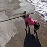 animal, brindle, canine, cold, cute, dog, frozen, leash, looking_back, outdoor, pavement, pet, pink_jacket, shadow, sidewalk, small_dog, snow, sunlight, walking, winter