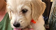 Clarabelle joined the competition — help win amazing prizes! animal, black_nose, brown_ear, close_up, companion, cuddling, cute, dog, fluffy, glass_panel, green_clothing, human_hand, indoor, orange_collar, pet, portrait, puppy, tongue, white_fur, wooden_door