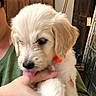 animal, black_nose, brown_ear, close_up, companion, cuddling, cute, dog, fluffy, glass_panel, green_clothing, human_hand, indoor, orange_collar, pet, portrait, puppy, tongue, white_fur, wooden_door