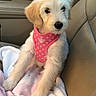 Clarabelle is registered to the contest to win money with this photo: adorable, animal, blanket, car, car_seat, companion, cute, dog, fluffy, indoors, looking_at_camera, pet, pink_harness, polka_dots, portrait, puppy, sitting, soft_texture, travel, white_fur