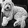 animal, black_and_white, chair, curly_fur, dog, dog_face, fluffy, front_view, furniture, indoors, long_hair, lounging, nose, paws, pet, portrait, relaxed, sitting, tail, white_dog