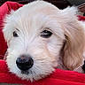 Clarabelle is registered to the contest to win money with this photo: adorable, animal, black_nose, close_up, couch, cute, dark_eyes, dog, fluffy, indoor, long_hair, lying_down, pet, photography, portrait, puppy, red_blanket, resting, soft_fur, white_fur