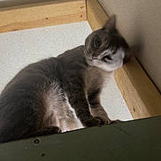 Princess is registered to the contest to win money with this photo: animal, cat, closeup, curious, ears, feline, fur, grainy, indoor, indoor_lighting, ledge, looking_down, pet, quiet, shadow, sitting, soft_light, wall, whiskers, wood