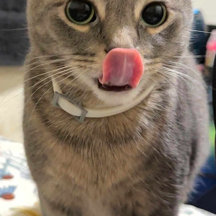 Princess joined the competition — help win amazing prizes! animal, cat, close_up, collar, curious, cute, domestic_cat, ears, face, fur, gray_tabby, indoor, large_eyes, nose, pet, soft_light, standing, tablecloth, tongue_out, whiskers