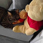 Orya a rejoint le concours — aidez-le/la à gagner de superbes lots ! cat, couch, cozy, cuddling, cute, feline, floor, gray_couch, home, indoor, pet, plush_toy, relaxing, resting, sleeping_cat, soft_toy, stuffed_animal, tabby_cat, winnie_the_pooh, wooden_floor