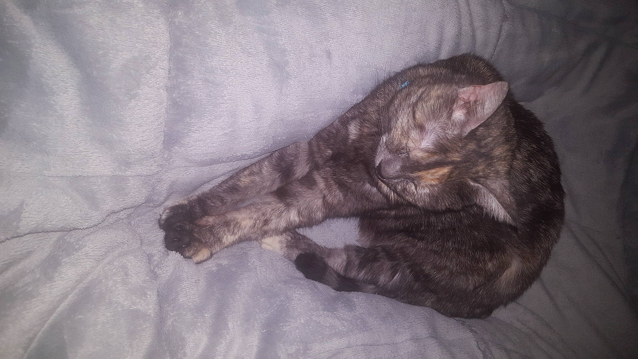 Perle a rejoint le concours — aidez-le/la à gagner de superbes lots ! canidae, carnivore, cat, claw, comfort, dog_breed, domestic_short_haired_cat, felidae, fur, grey, nap, paw, sleep, small_to_medium_sized_cats, snout, sporting_group, tail, whiskers