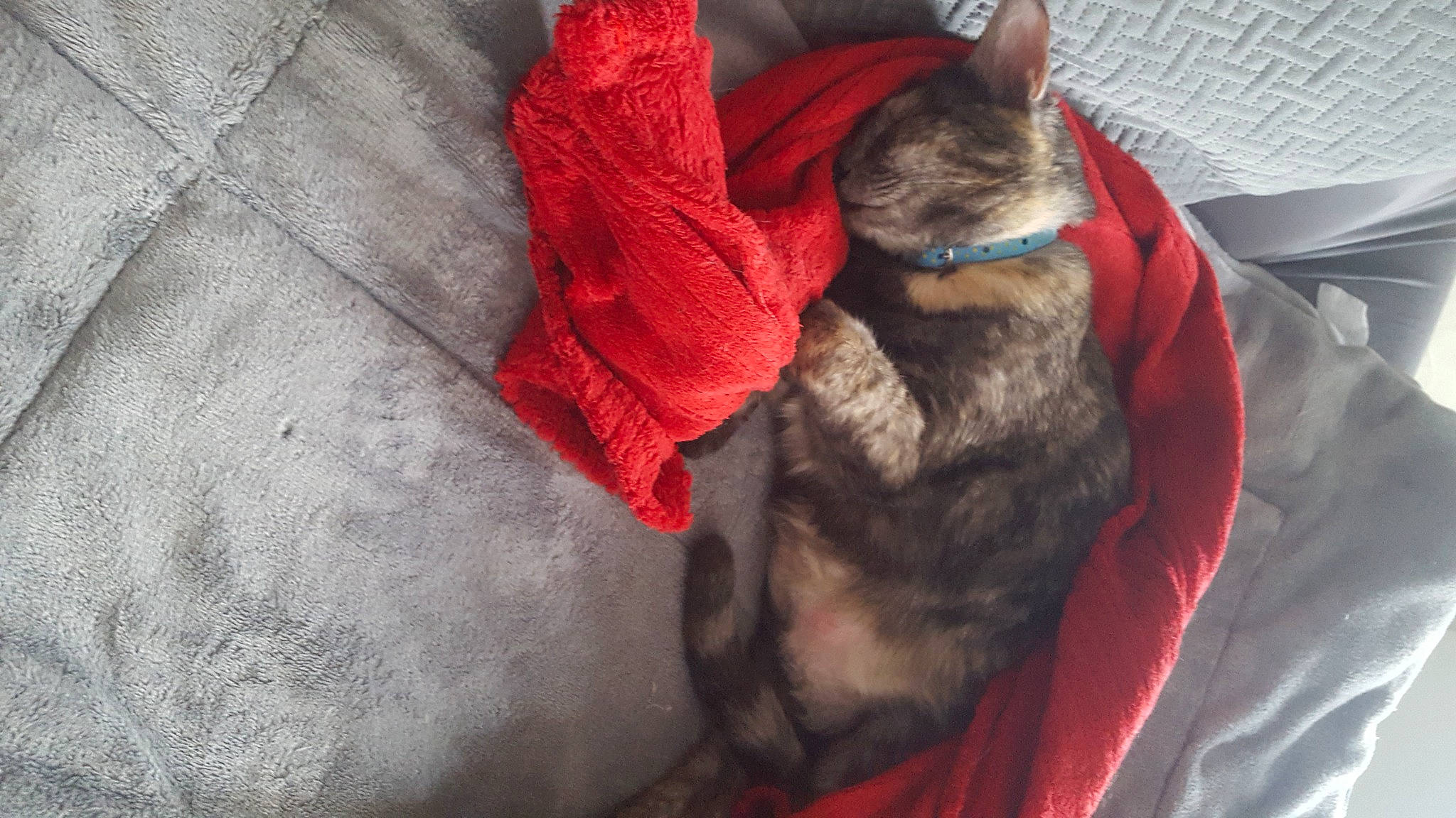 Perle a rejoint le concours — aidez-le/la à gagner de superbes lots ! canidae, carnivore, collar, comfort, companion_dog, dog, dog_breed, electric_blue, fawn, felidae, fur, grey, linens, liver, natural_material, small_to_medium_sized_cats, snout, sporting_group, tail, whiskers