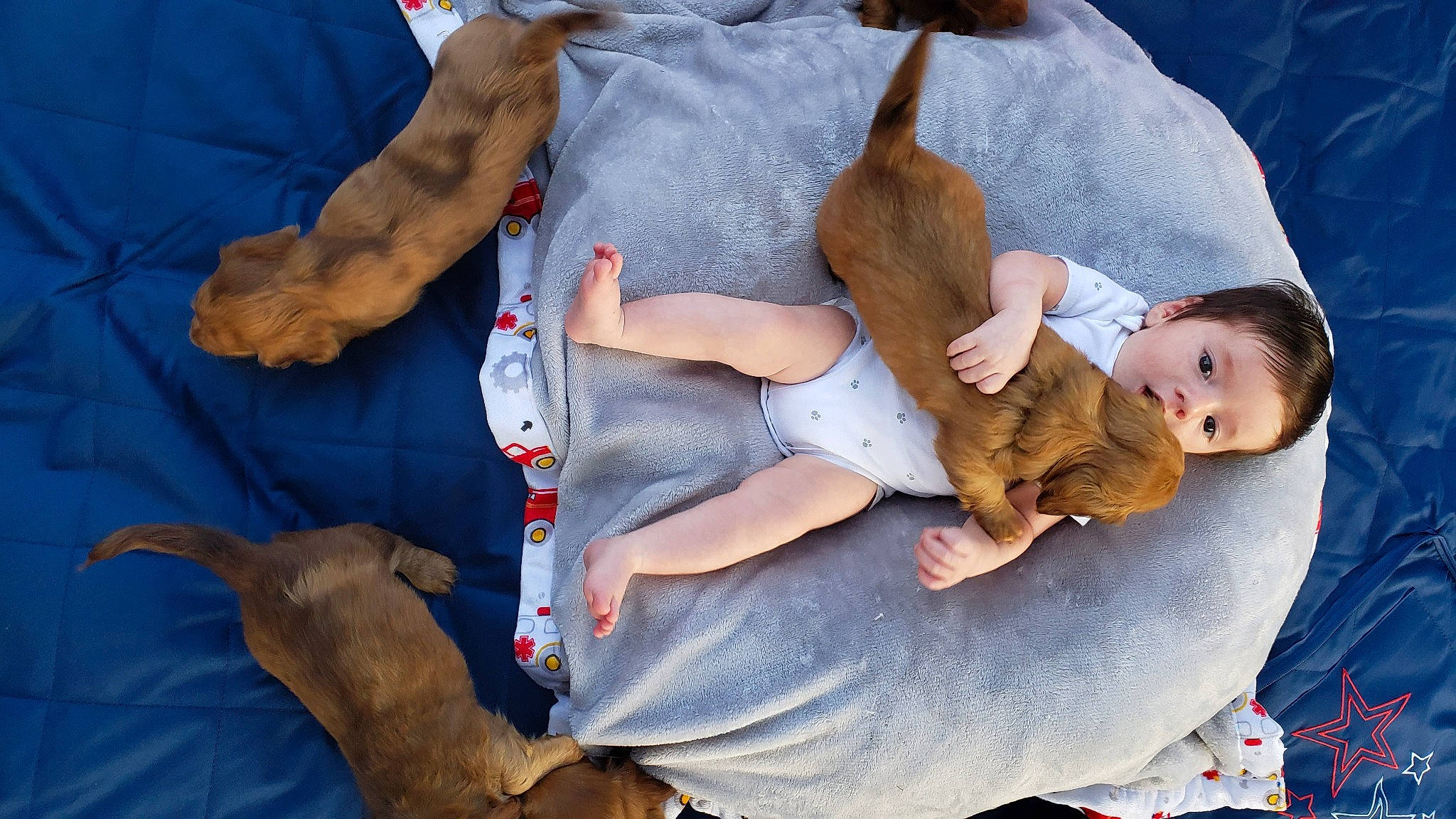 Finnegan is registered to the contest to win money with this photo: cat, child, fawn, felidae, nap, person, small_to_medium_sized_cats