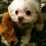 Precious joined the competition — help win amazing prizes! bed, blanket, bookshelf, closeup, cozy, cute, dog, eyes, indoor, looking_at_camera, nose, pet, plush_toy, portrait, puppy, small_dog, stuffed_animal, tongue_out, toy, white_fur