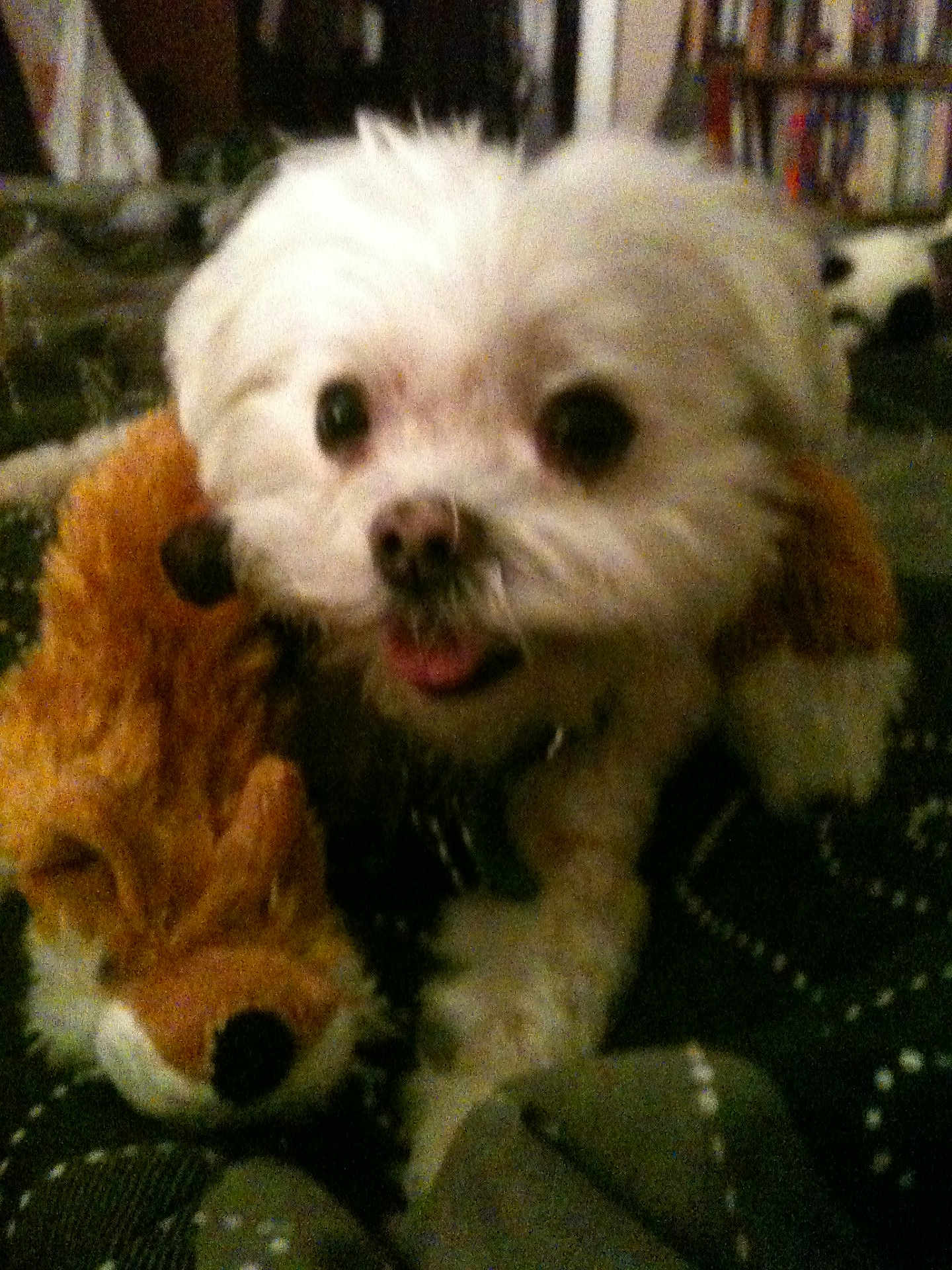 Precious joined the competition — help win amazing prizes! bed, blanket, bookshelf, closeup, cozy, cute, dog, eyes, indoor, looking_at_camera, nose, pet, plush_toy, portrait, puppy, small_dog, stuffed_animal, tongue_out, toy, white_fur