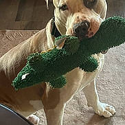 Benneeto is registered to the contest to win money with this photo: animal, brown_and_white, canine, carpet, closeup, collar, crocodile_toy, dog, fetch_toy, indoor, living_room, muzzle, paws, pet, pet_owner_home, pitbull, playful, portrait, stuffed_animal, toy