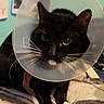 cat, black_cat, cone_collar, pet, indoor, blanket, clock, wall, photograph, animal, feline, whiskers, ears, face, fur, domestic_animal, home, resting, looking, close_up